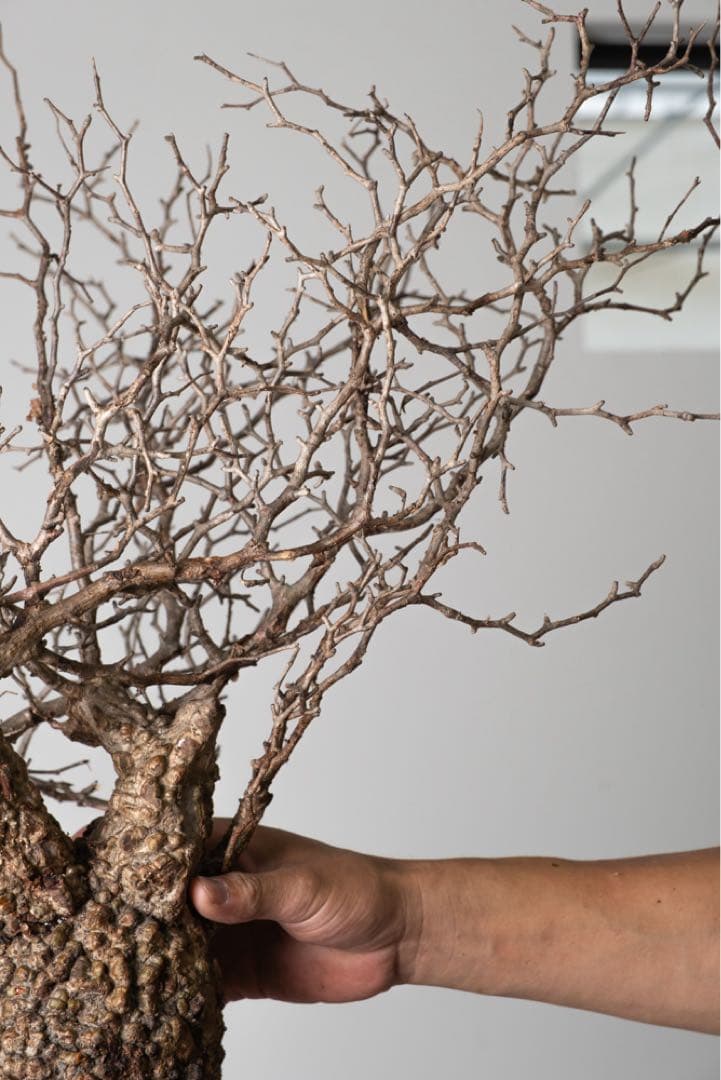 PK113 オペルクリカリア パキプス コーデックス ベアルート株