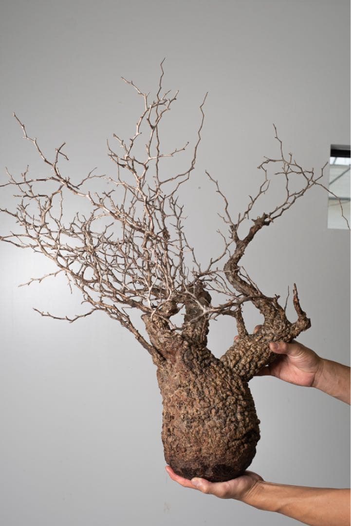 PK113 オペルクリカリア パキプス コーデックス ベアルート株