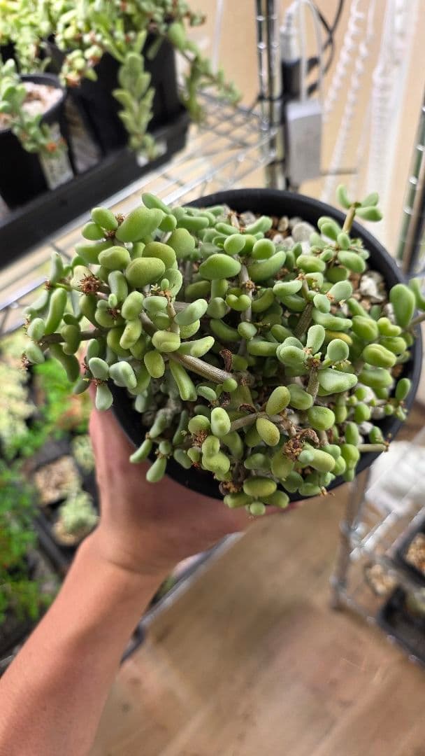 ケラリアピグマエア　実生5年　親株　雌株