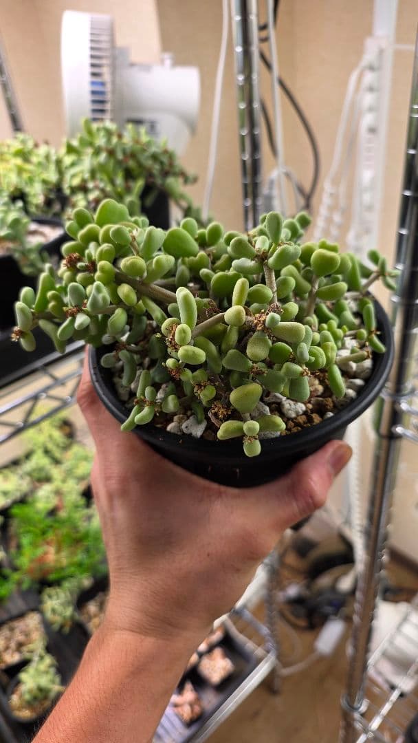 ケラリアピグマエア　実生5年　親株　雌株