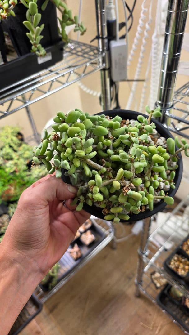 ケラリアピグマエア　実生5年　親株　雌株