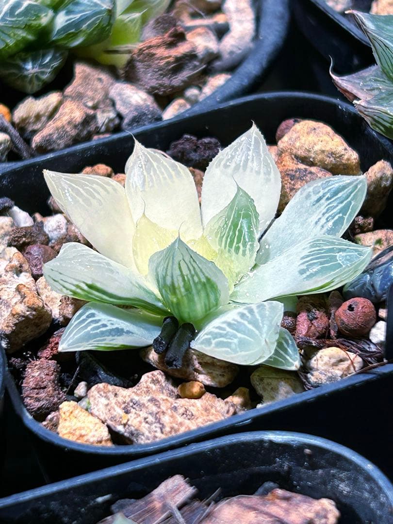 限定値下げ中！ハオルチア　『白蛇伝』 発根活着済み　葉緑素あり