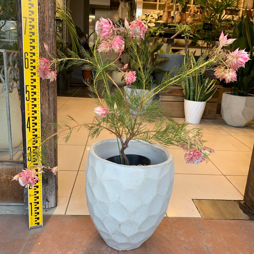 セルリア プリティピンク 6 ファイバー鉢