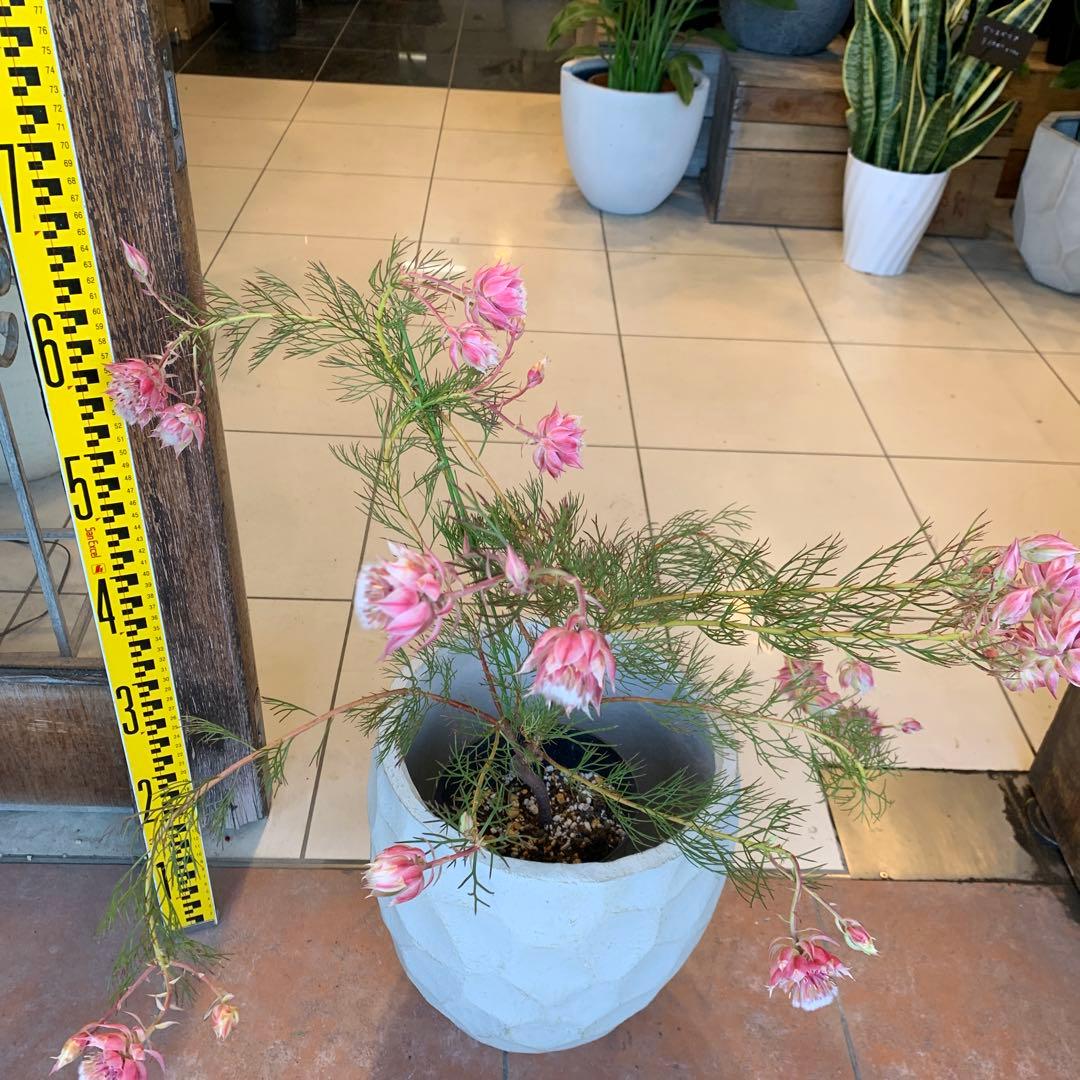 セルリア プリティピンク 6 ファイバー鉢