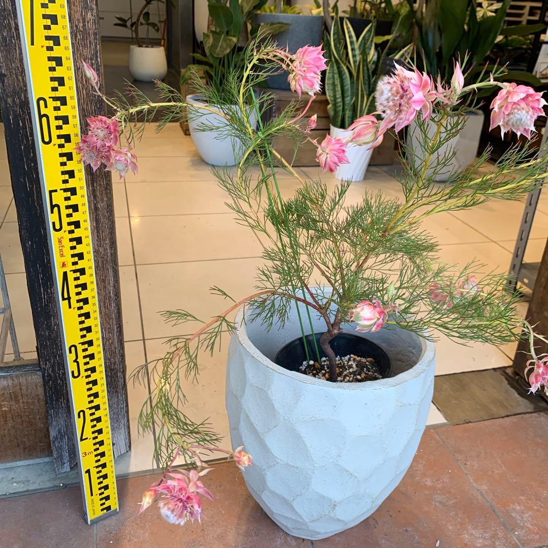 セルリア プリティピンク 6 ファイバー鉢