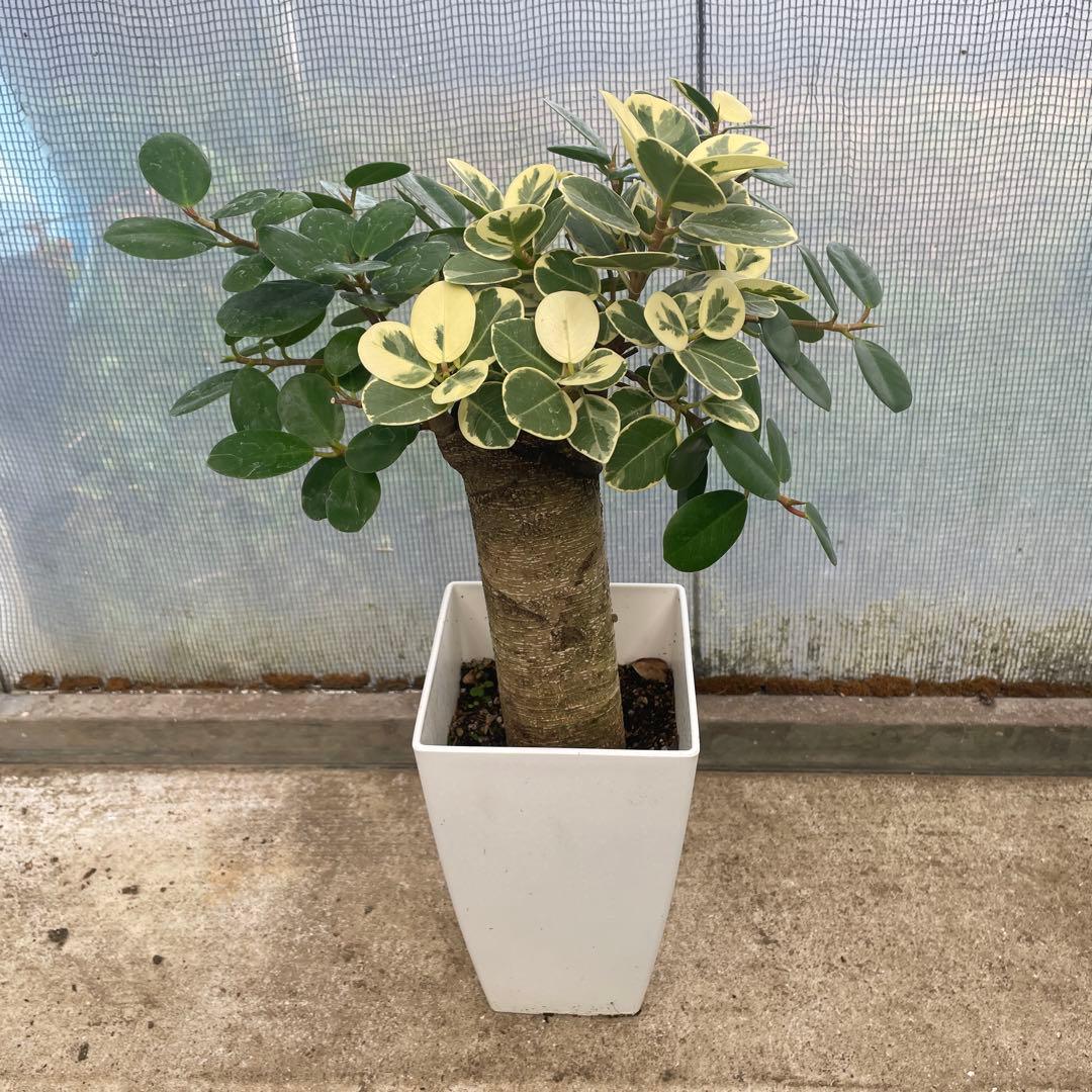 パンダガジュマル　斑入り