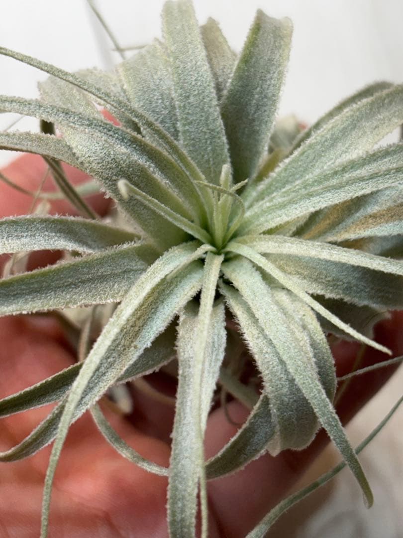 ながいながいながい様 T.chapeuensis