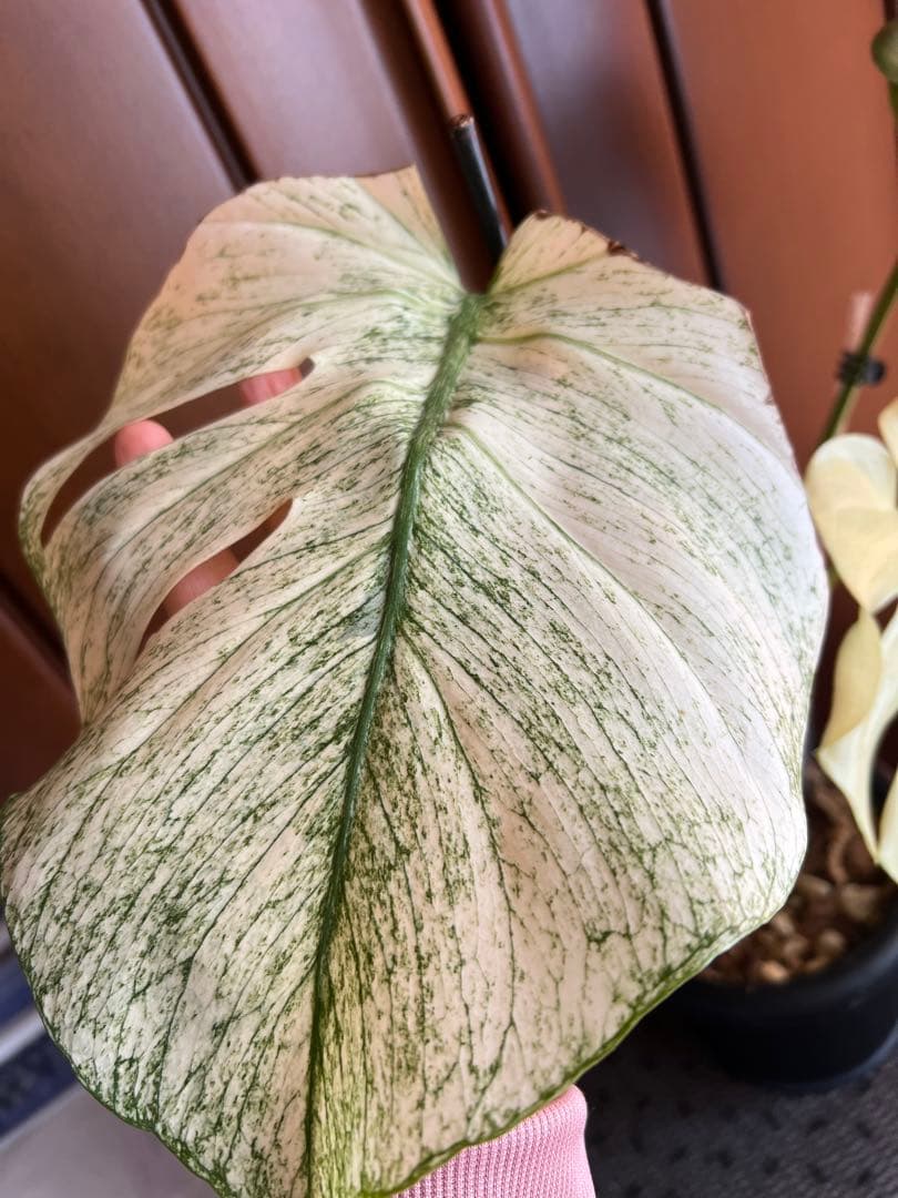 斑入りモンステラデリショーサホワイトモンスター