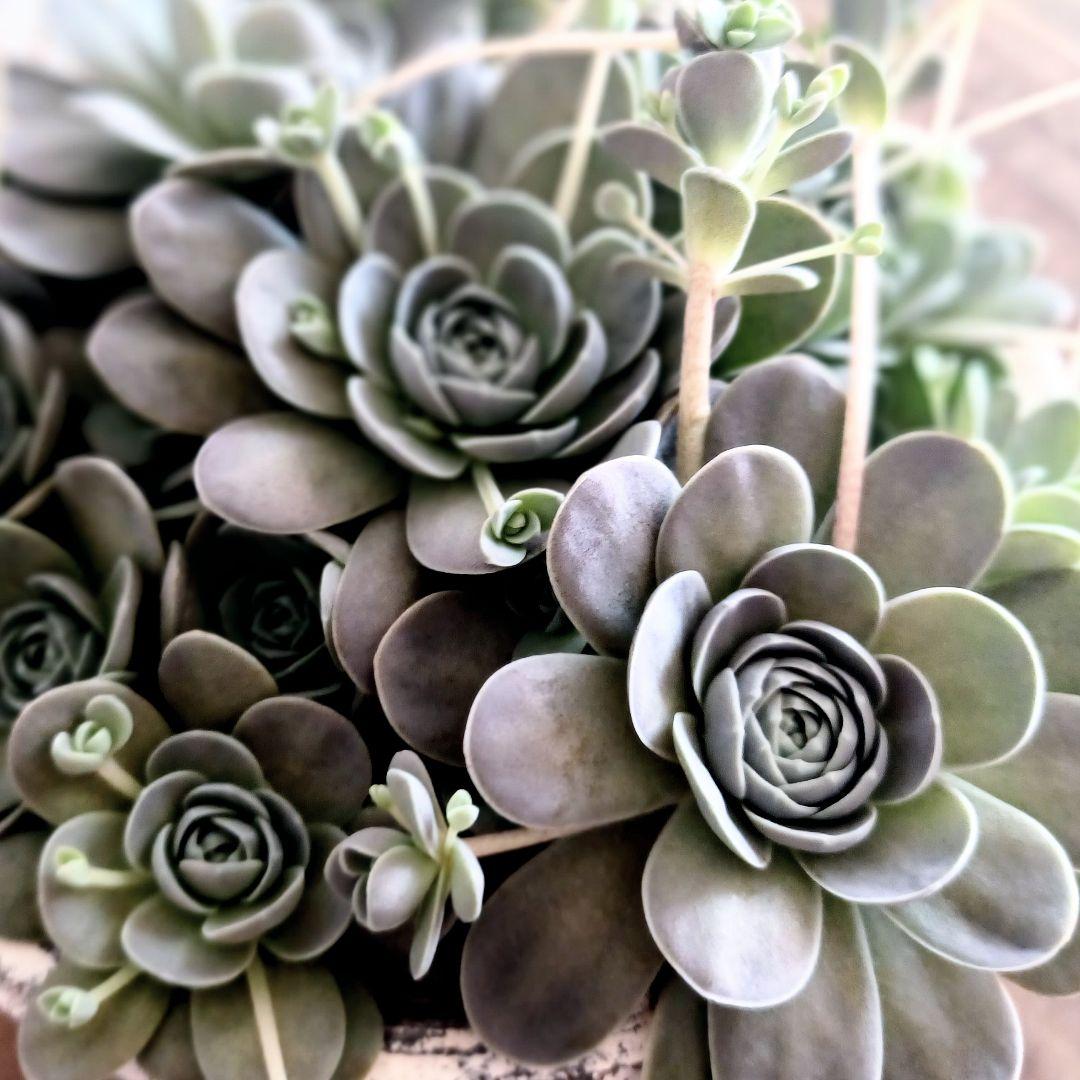 コベントガーデン 鉢植え 1セット 子持ち蓮華 多肉植物