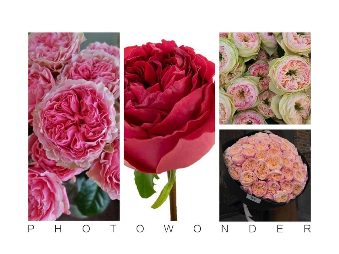 「Quynh Truong」 切り花品種バラ苗　レアバラ　3点