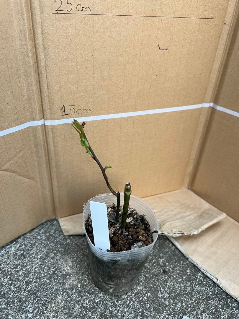 「Quynh Truong」 切り花品種バラ苗　レアバラ　3点