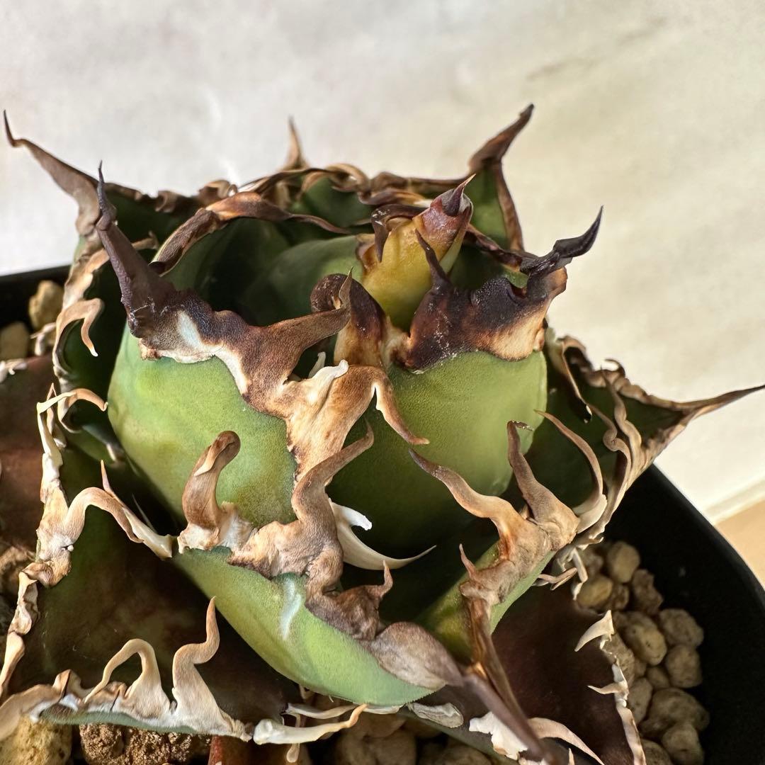 フラワー・ガーデニング Agave titanota caesar