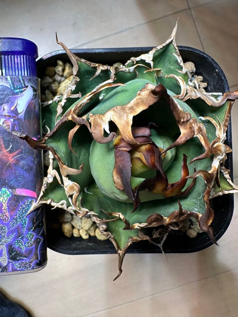 フラワー・ガーデニング Agave titanota caesar