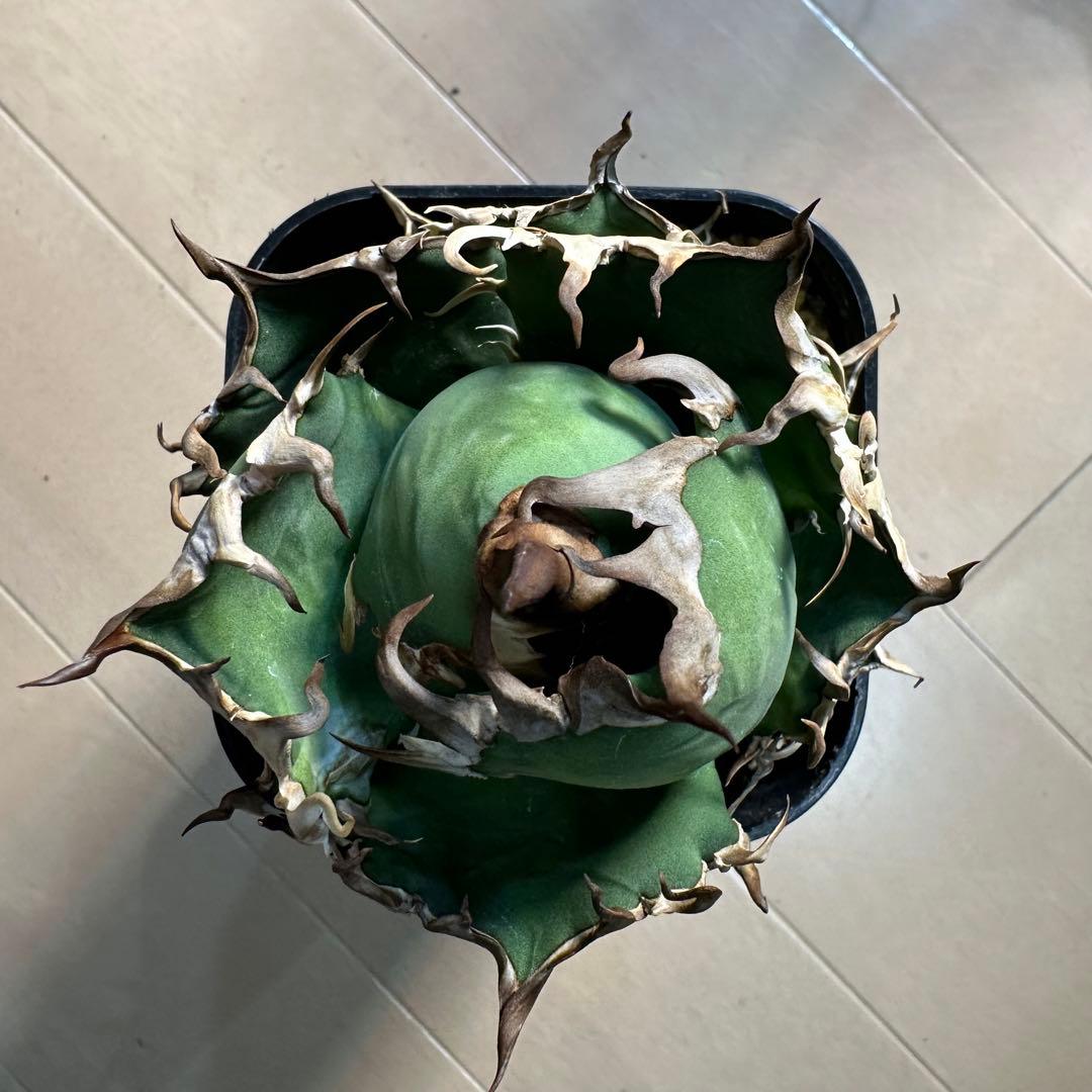 フラワー・ガーデニング Agave titanota caesar