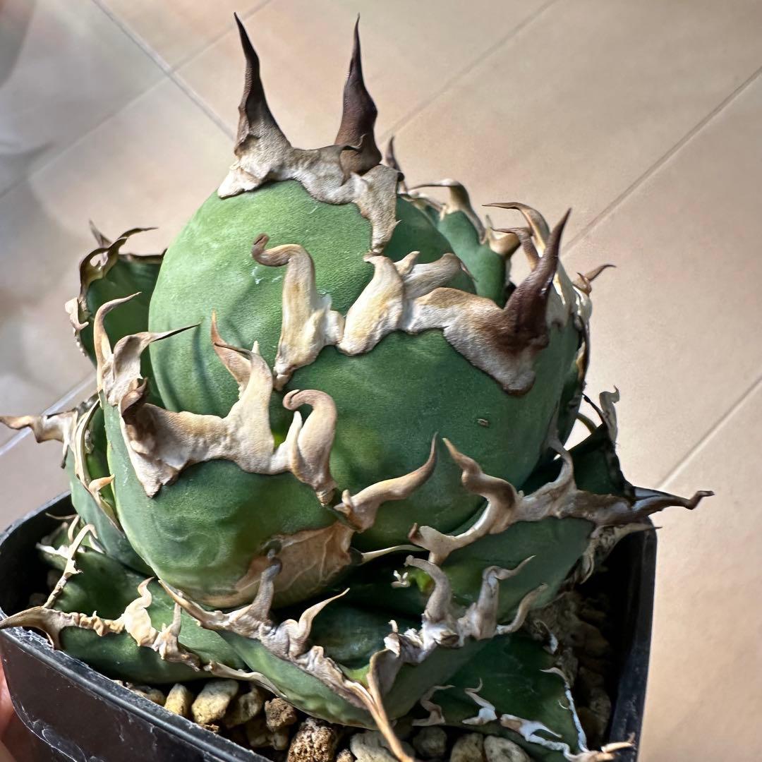 フラワー・ガーデニング Agave titanota caesar