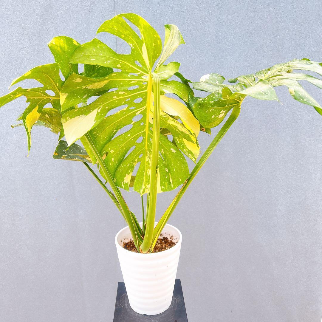 現品　モンステラ　デリシオーサ　斑入り　36番　バリエガータ　希少　観葉植物