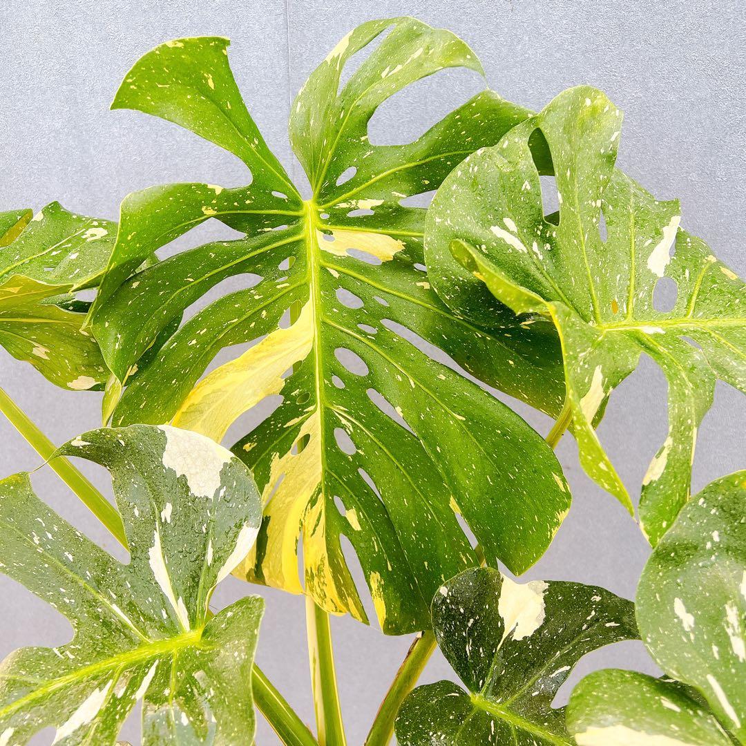 現品　モンステラ　デリシオーサ　斑入り　36番　バリエガータ　希少　観葉植物