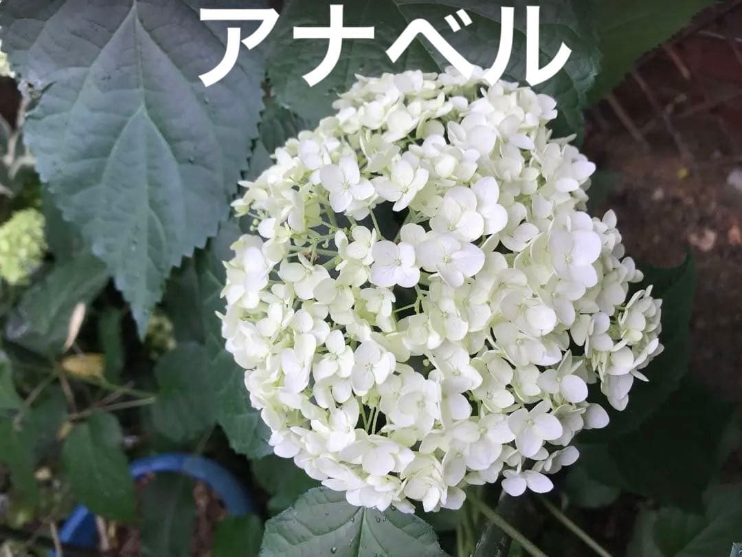 アナベル　苗