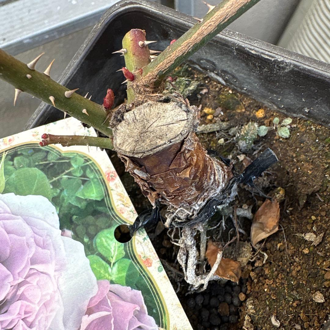 バラ苗　ラヴァンド・ラルム&カフェ・モカ　2苗セットプラ鉢ごとゆうゆうメルカリ便