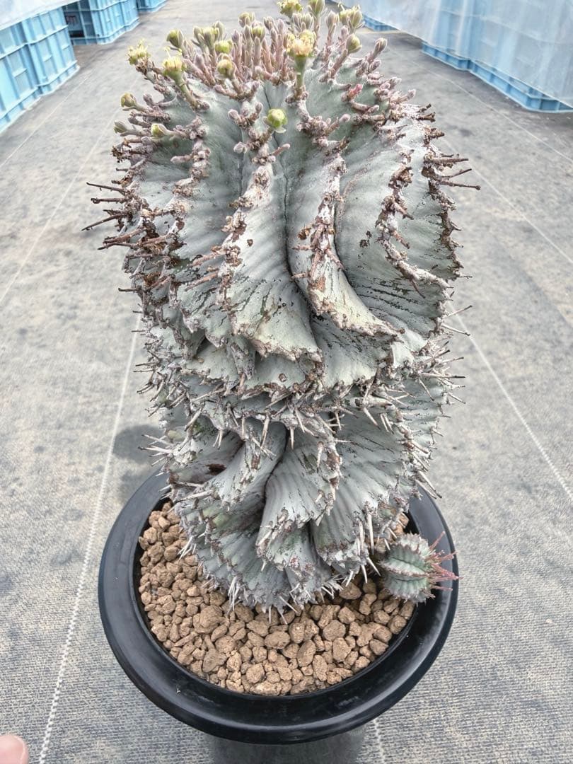 めぐる様おまとめ同梱専用　スーパーホワイト付