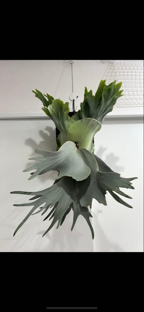 willinckii Yoda sporeling の子株