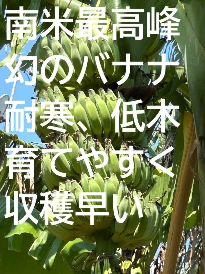 200㎝★幻の、ゴールデンブラジル。バナナ苗★耐寒強く低木.早生で収穫早い優良種