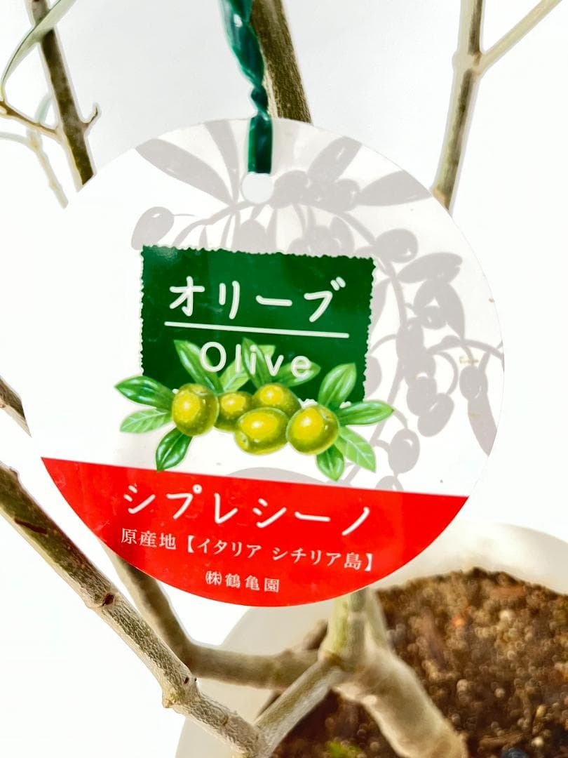 オリーブの木　シプレシーノ　約170cm　NO.1953　大型　現品掲載　古木