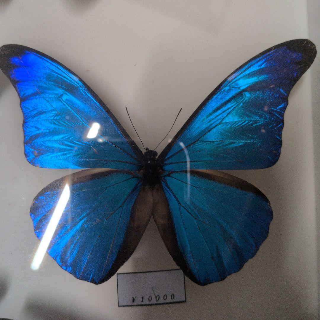 蝶標本 昆虫標本 外国産蝶標本　カキカモルフォ