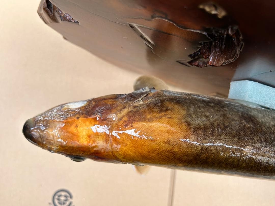 ITO.CRAFT イワナ剥製