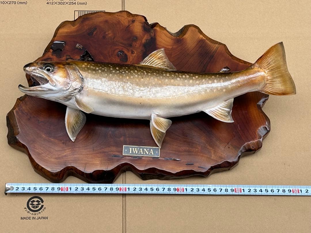 ITO.CRAFT イワナ剥製