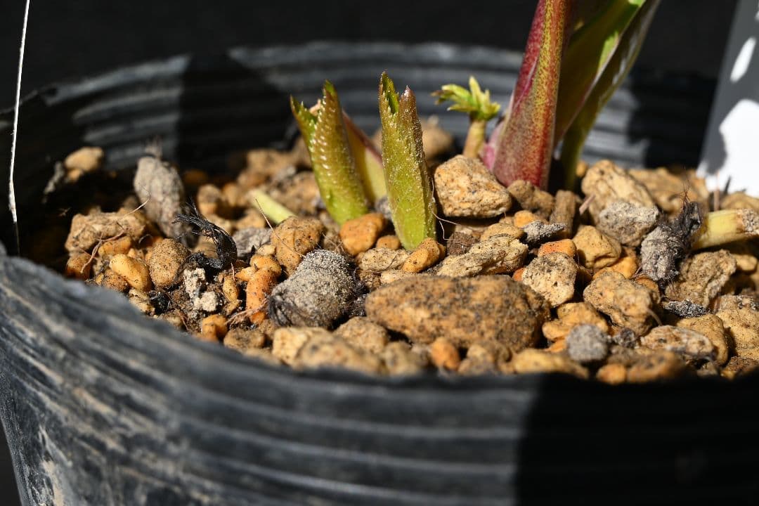 クリスマスローズ　認定グロッシーカラー✩ゴールド　加藤農園