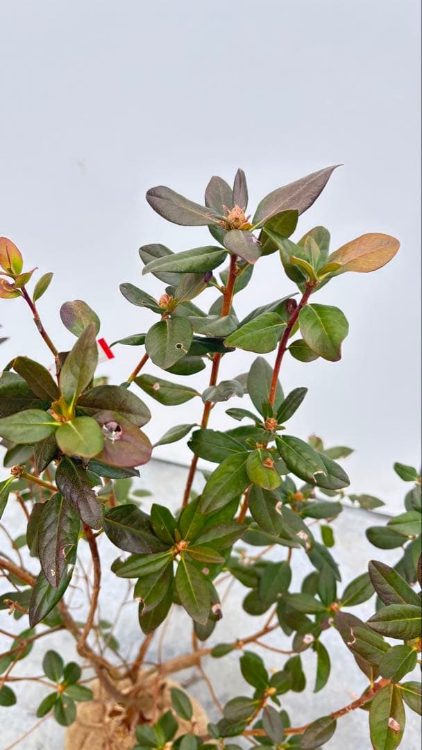 希少品種 良形の極上株 ツツジ フジムスメ 499 樹高80cm位