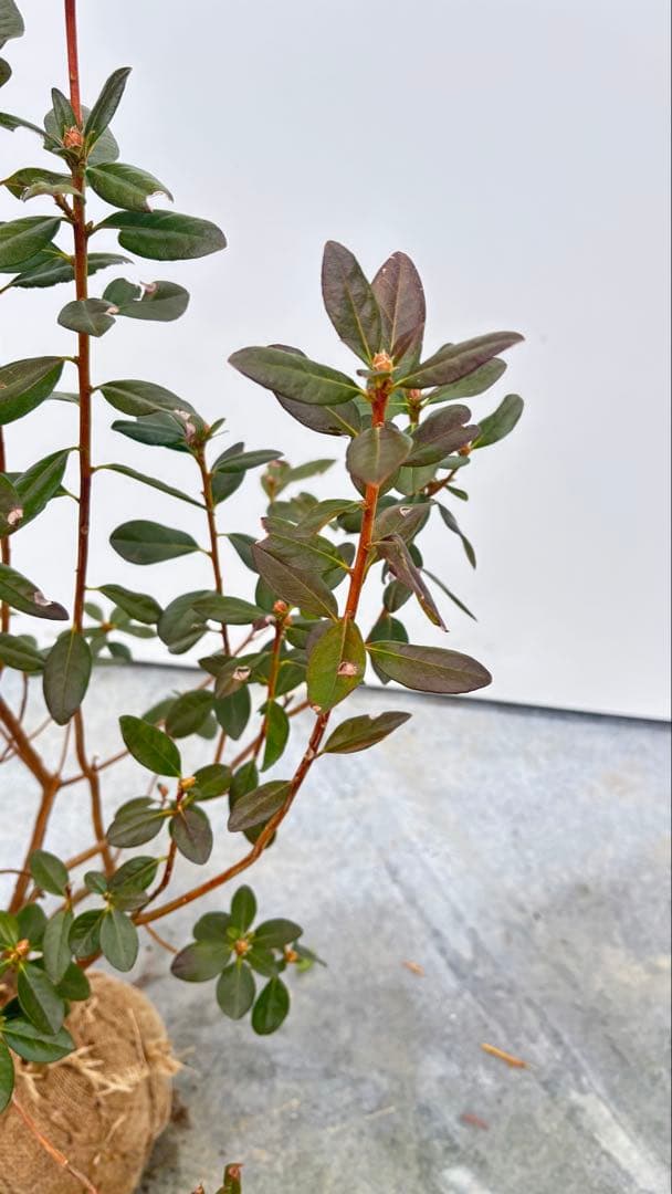 希少品種 良形の極上株 ツツジ フジムスメ 499 樹高80cm位