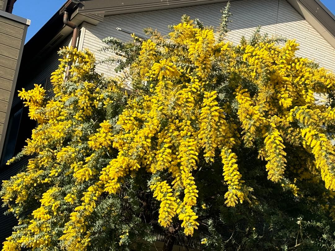 フレッシュミモザオーダー(えんさま)