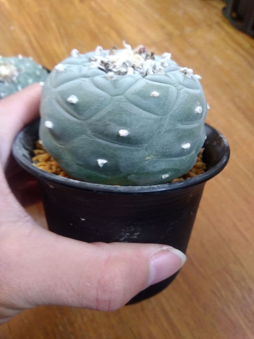 サボテン　銀冠玉　ロフォフォラ　3号鉢つき　大玉3株セット❗　④