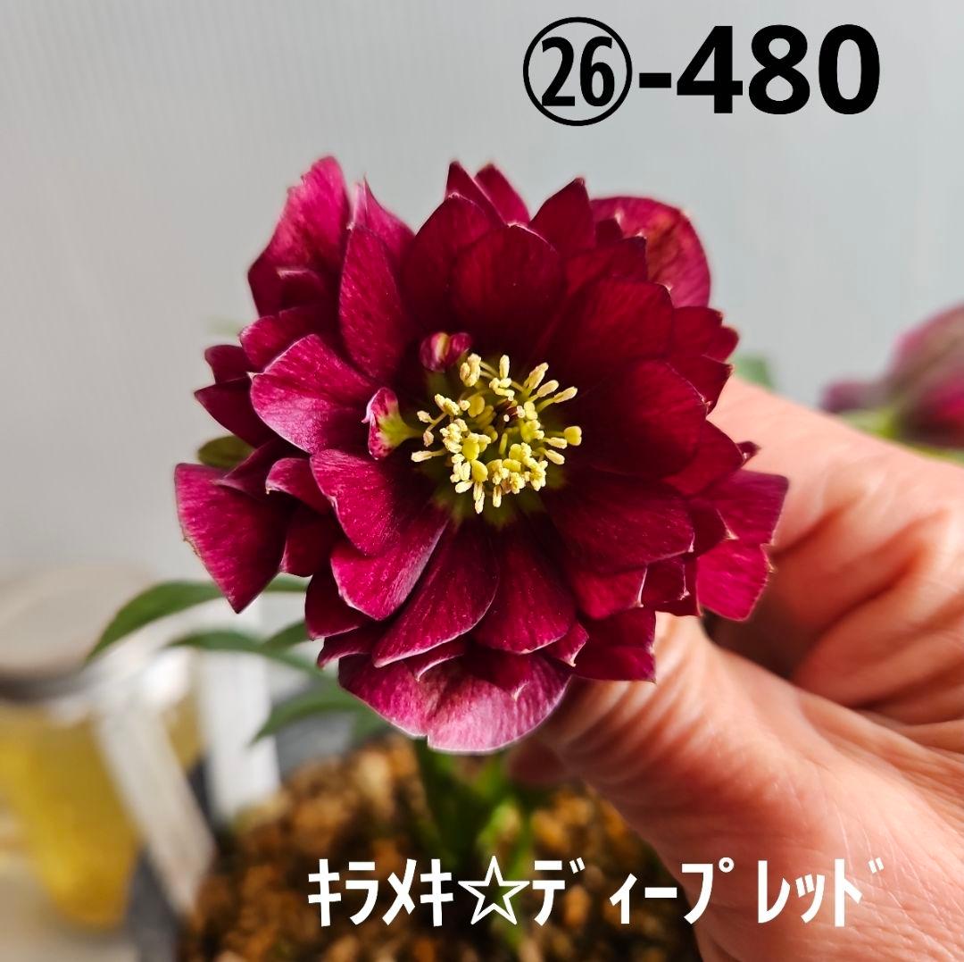 ㉖-480 クリスマスローズ