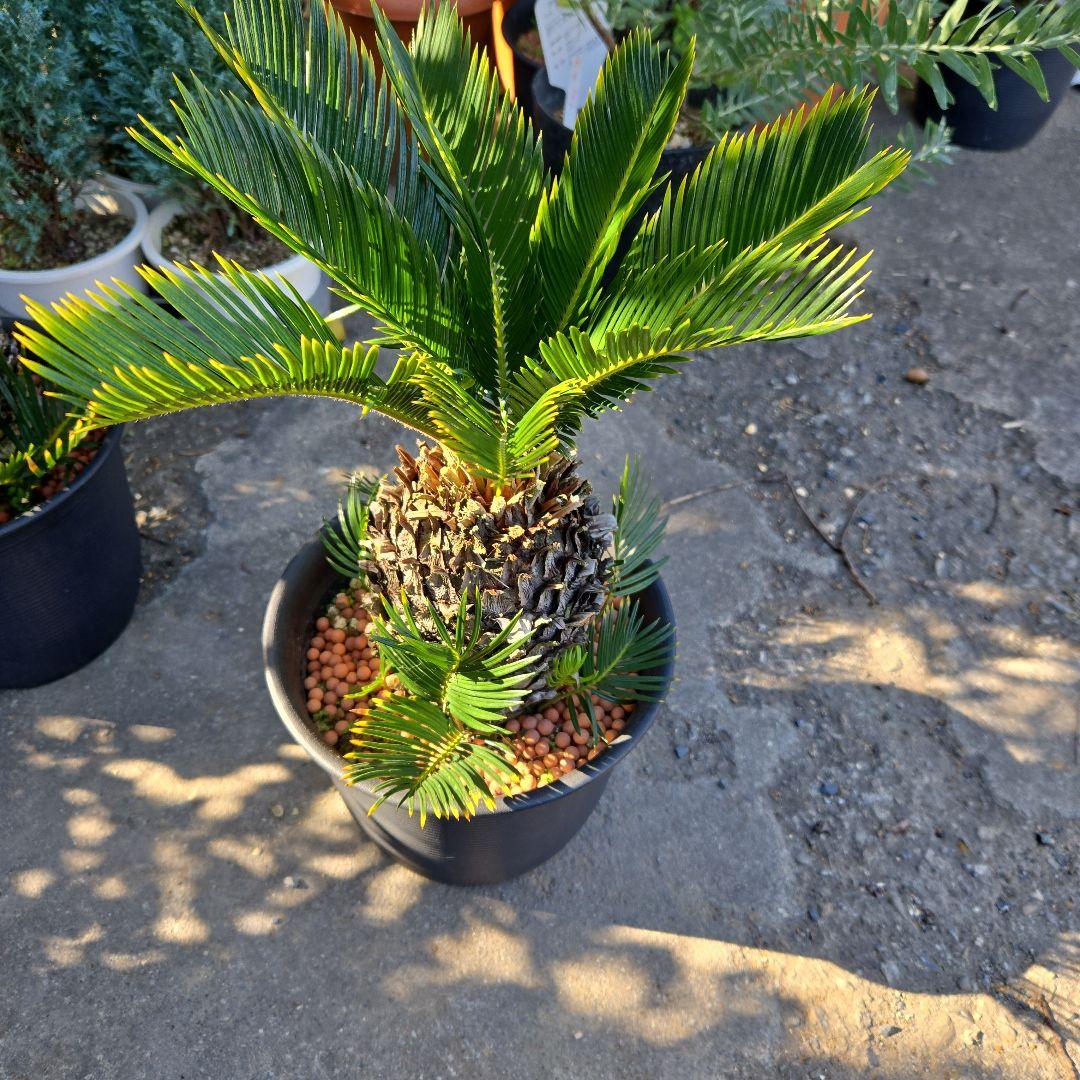 ⑰　金環ソテツ　７号　最高等級極上品‼️不定芽沢山　期間限定セール‼️