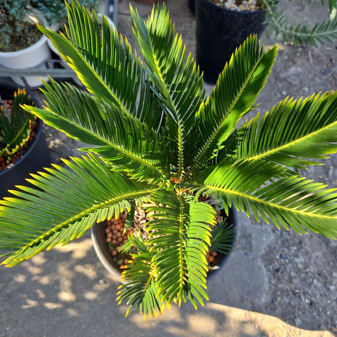 ⑰　金環ソテツ　７号　最高等級極上品‼️不定芽沢山　期間限定セール‼️