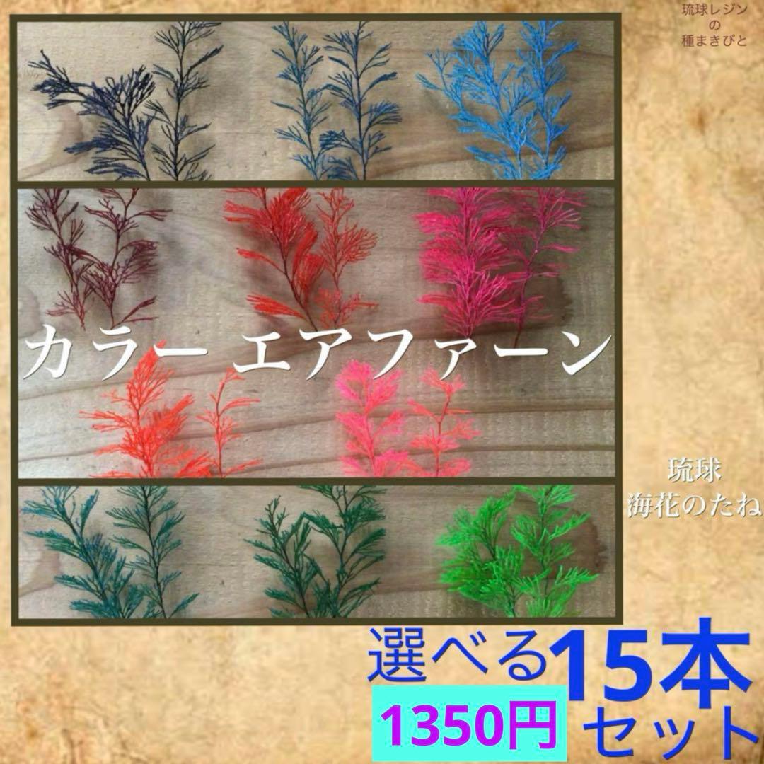 琉球*海花のたね　カラー エアファーン　2025