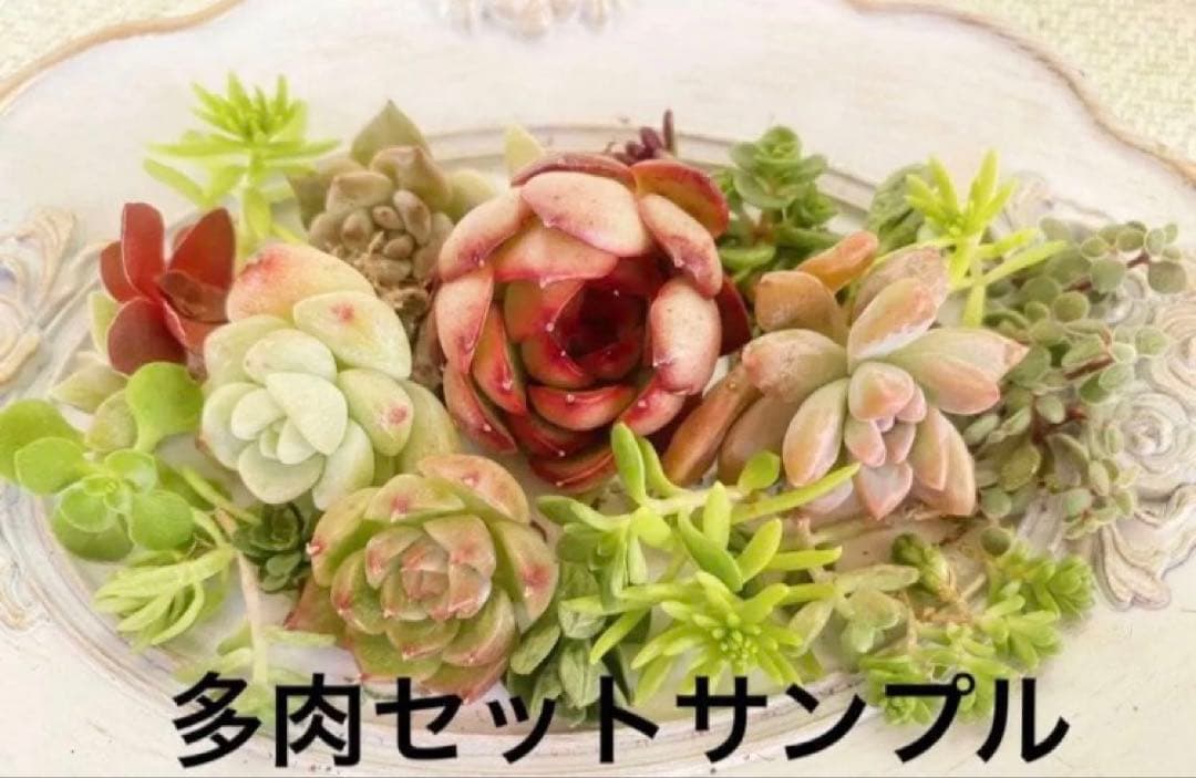 ⑨箱庭セット✿多肉寄せ植え