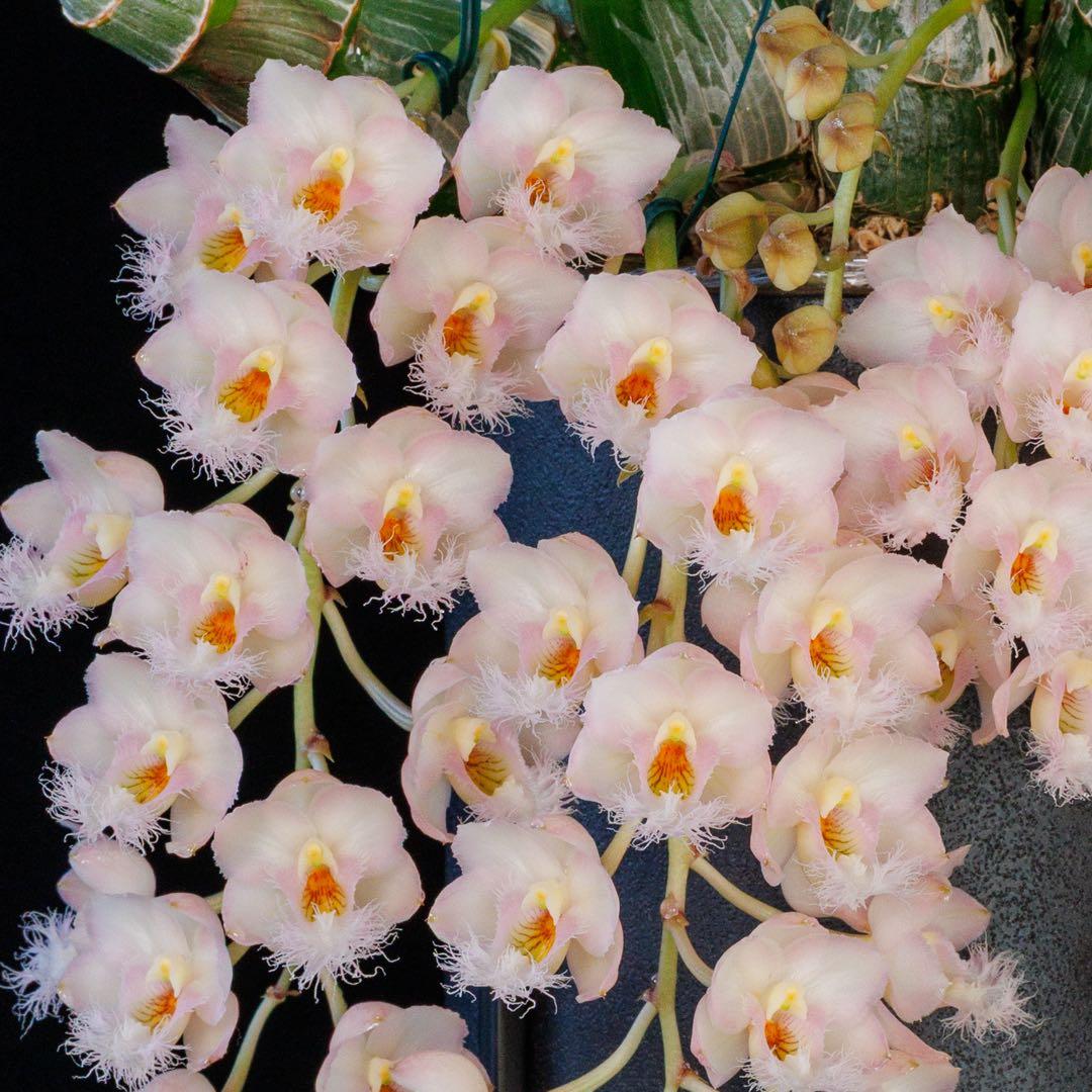 新芽あり 開花サイズ タケノコ蘭 Clowesia Grace Dunn ①