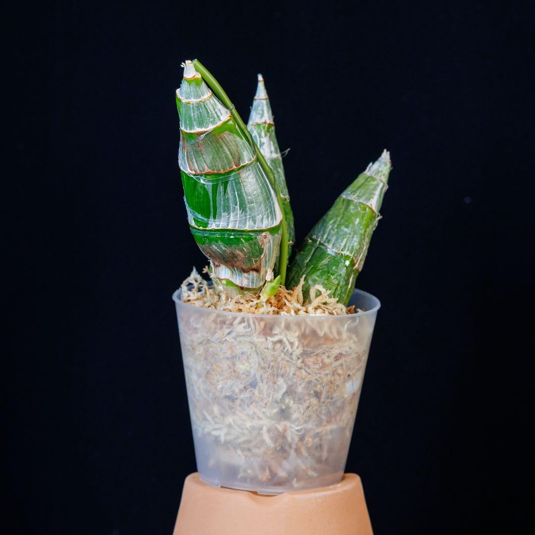 新芽あり 開花サイズ タケノコ蘭 Clowesia Grace Dunn ①