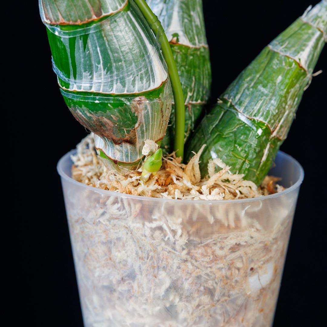 新芽あり 開花サイズ タケノコ蘭 Clowesia Grace Dunn ①