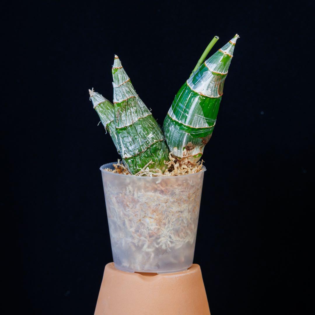 新芽あり 開花サイズ タケノコ蘭 Clowesia Grace Dunn ①