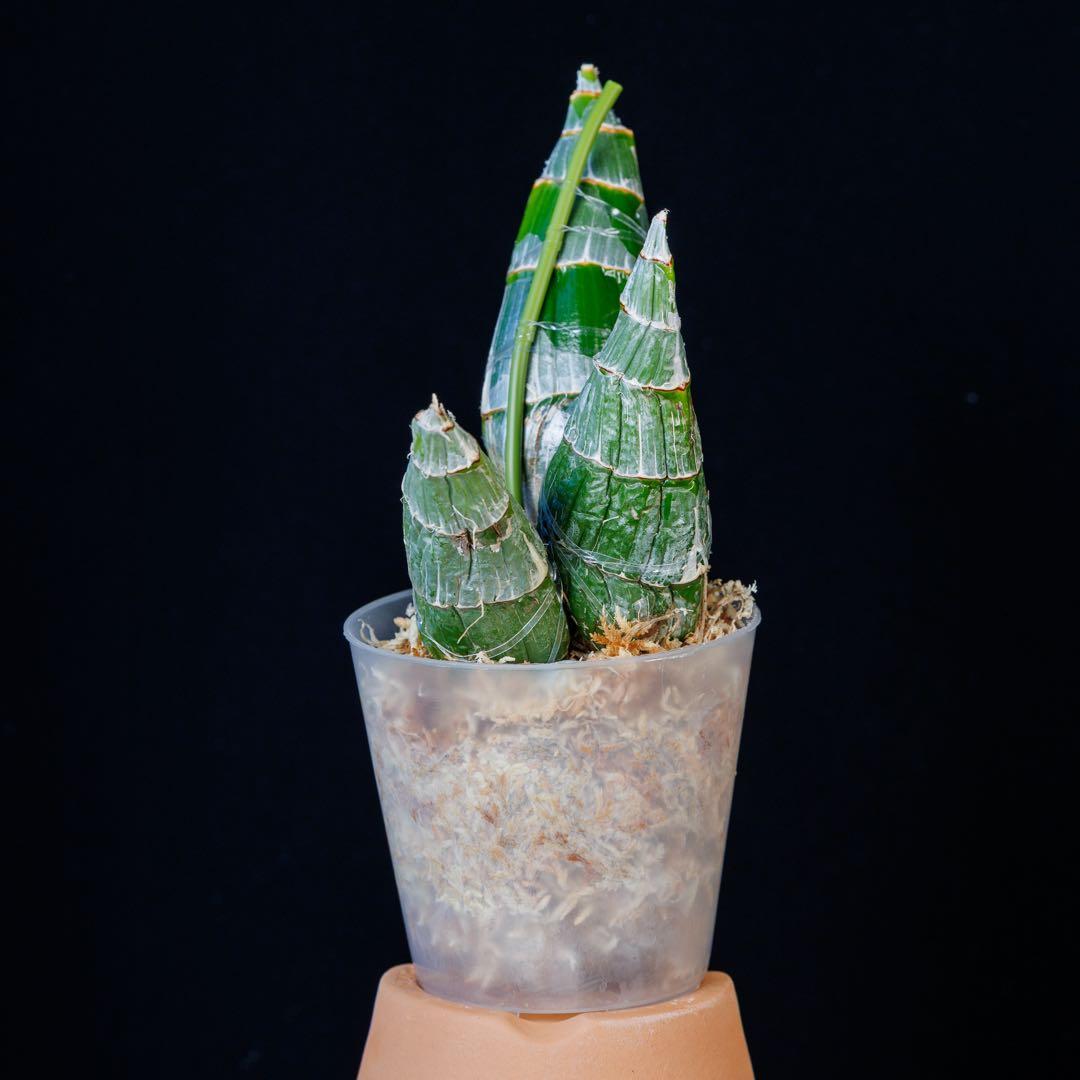 新芽あり 開花サイズ タケノコ蘭 Clowesia Grace Dunn ①