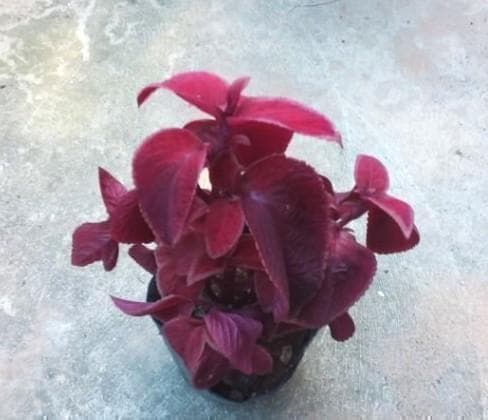 コリウス 　赤葉　挿し木用　2本（枝）観葉植物