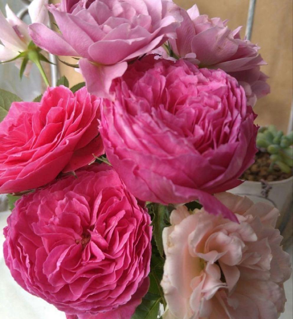 バラ苗　yoheyheyhey様　購入前にコメント