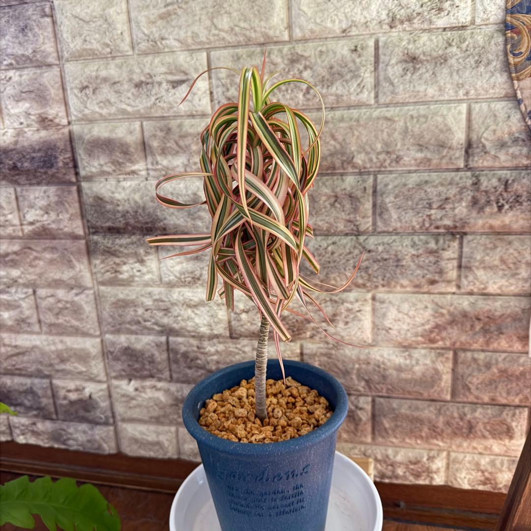 ❤︎専用❤︎ ドラセナ キュンティ