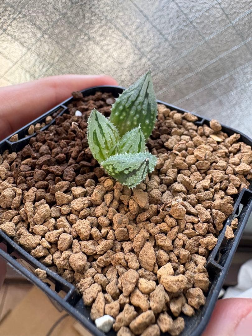 ハオルチア 闇の森