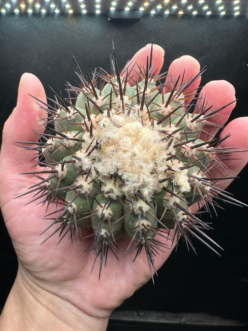 【サボテン_コクオウマル】黒王丸 特大 接ぎおろし ３発根済